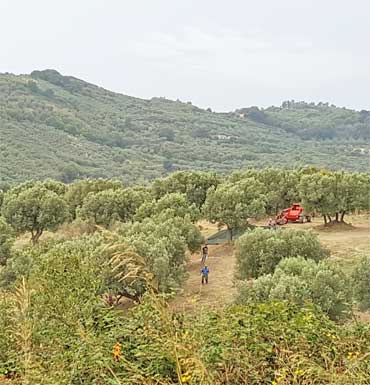 Uliveti Ranieri