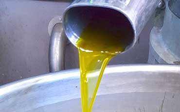 frantoio olio