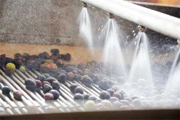 Pulizia olive