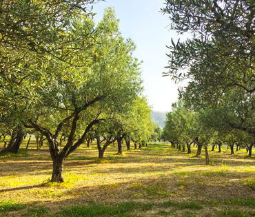 Oliveti Ranieri