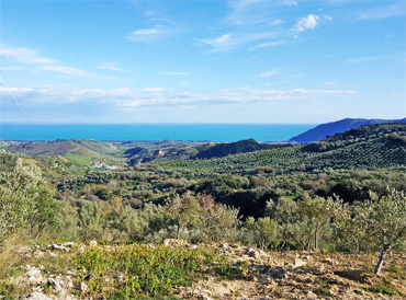 Oliveti vista mare