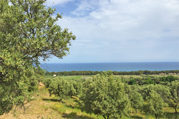 Oliveti