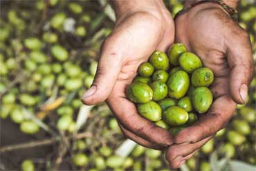 Raccolta Olive