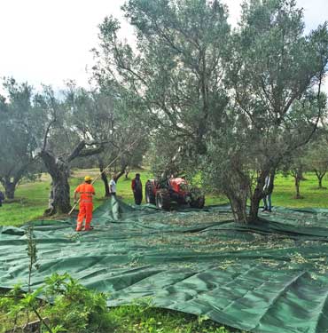 Raccolta Olive
