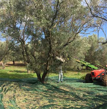 Raccolta meccanica Olive