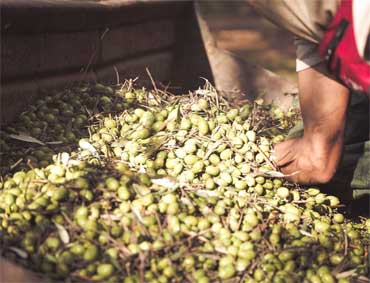 Raccolta Olive in Calabria