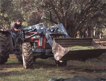 Raccolta Olive in Calabria